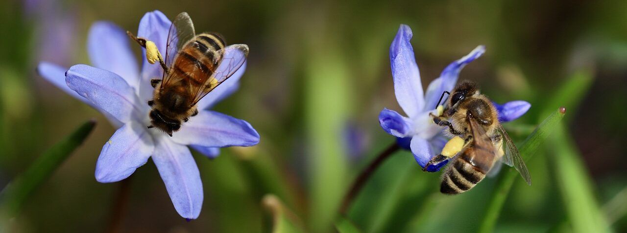 bees, honey bees, pollinate-7873791.jpg